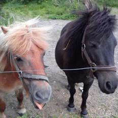 Shetlænder Tulle (min egen)