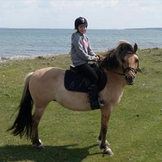 Anden særlig race Smilla