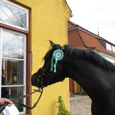 New Forest Gay Count Zidan