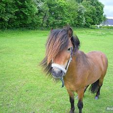 Shetlænder Candy<3