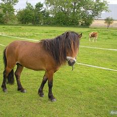 Shetlænder Candy<3