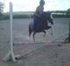 Welsh Mountain (sec A) <3Dorthealyst cherry<3Solgt :(