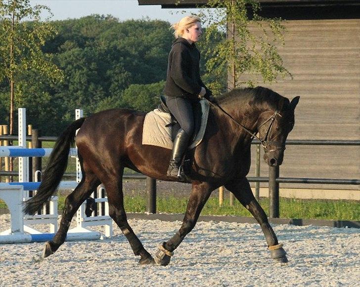 Anden særlig race Noah billede 14