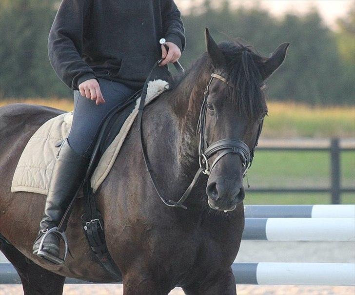 Anden særlig race Noah - Everything happens for a reason...  billede 15