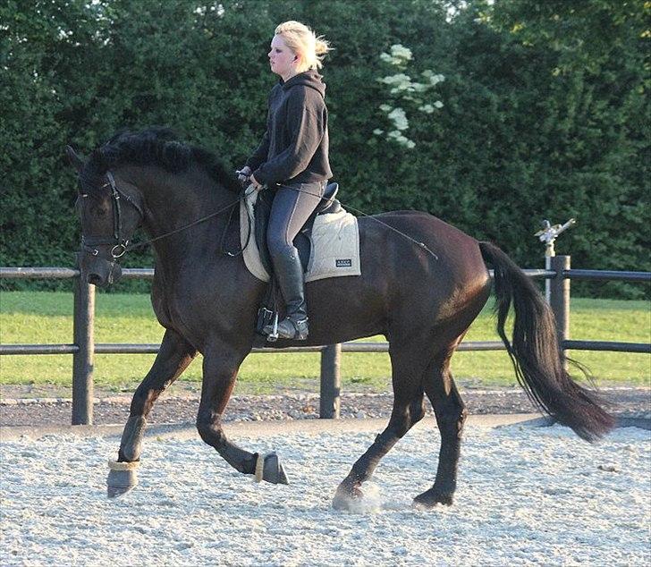 Anden særlig race Noah - Træning på Schou&Skouboe - Fantastiske manse!  billede 16