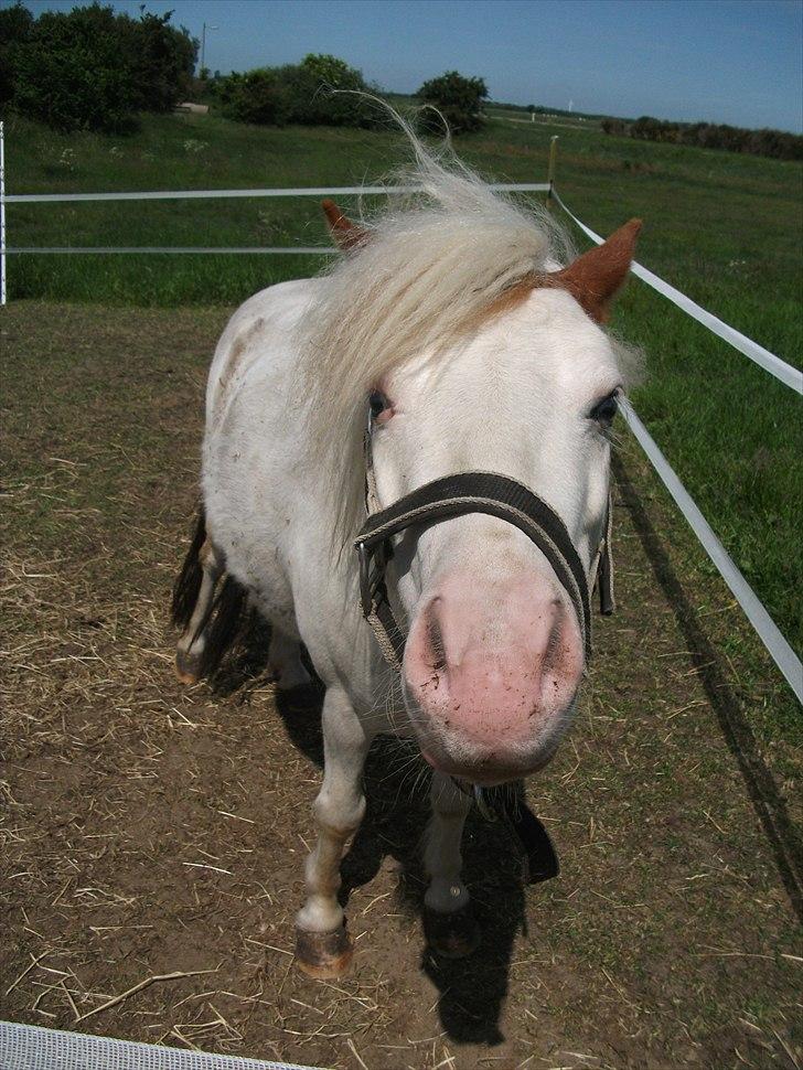 Anden særlig race Mickey Blue Eyes  - Underlige kan min lille pony også være xD
*Foto:Mig* billede 4