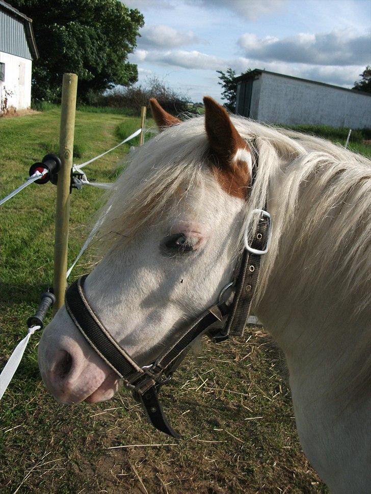 Anden særlig race Mickey Blue Eyes  - Velkommen til mickey´s Profil :)<333
*Foto:Mig* billede 1