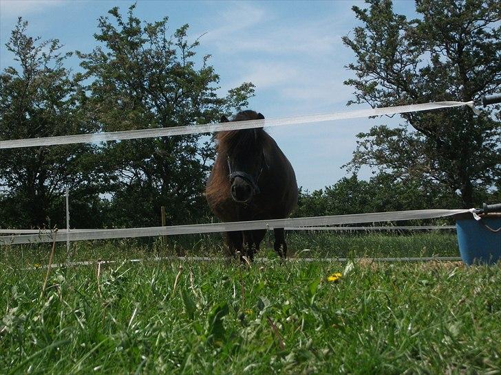 Dansk Miniature Vaseli´s Black Velvet - Tykke Velvet :D
*Foto:Mig* billede 17