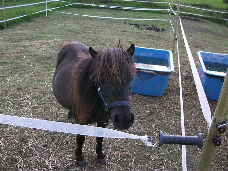 Dansk Miniature Vaseli´s Black Velvet - Underligt billede af min princesse, men alligevel er det sødt (':
*Foto:Mig* billede 13