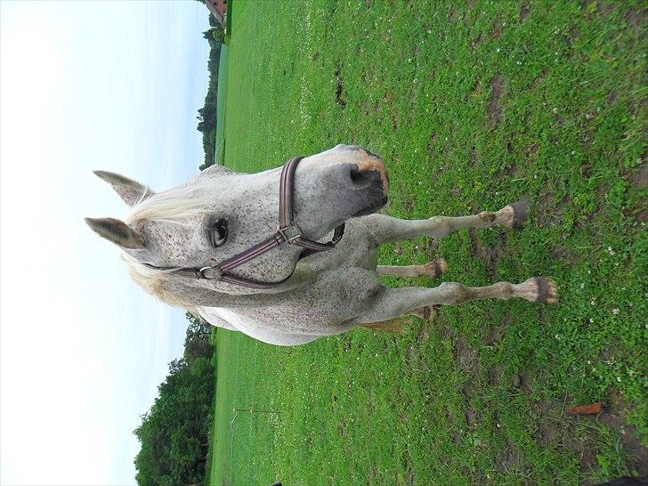 Anden særlig race shik - søøøøød dreng jeg elsker dig skat billede 10