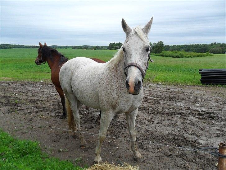 Anden særlig race shik - min skat der hygger på folden med miig billede 11