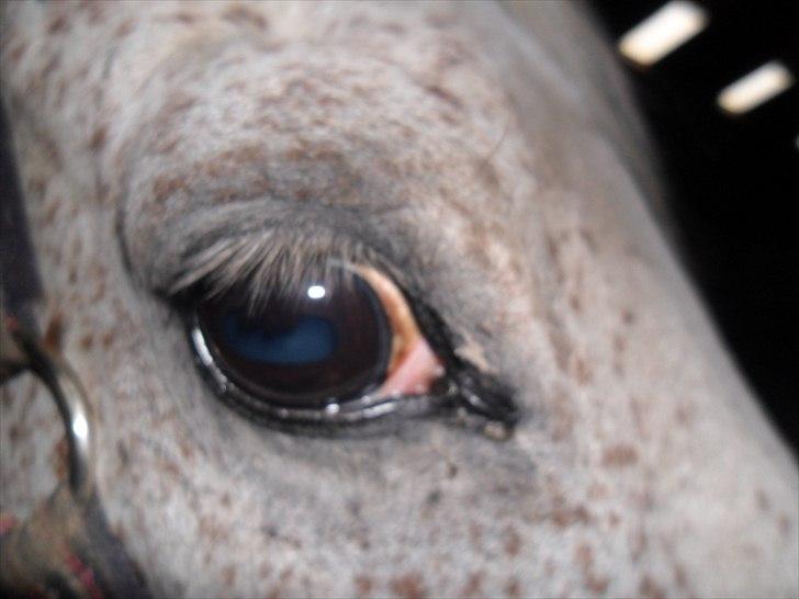 Anden særlig race shik - min drengs smukke øje billede 12