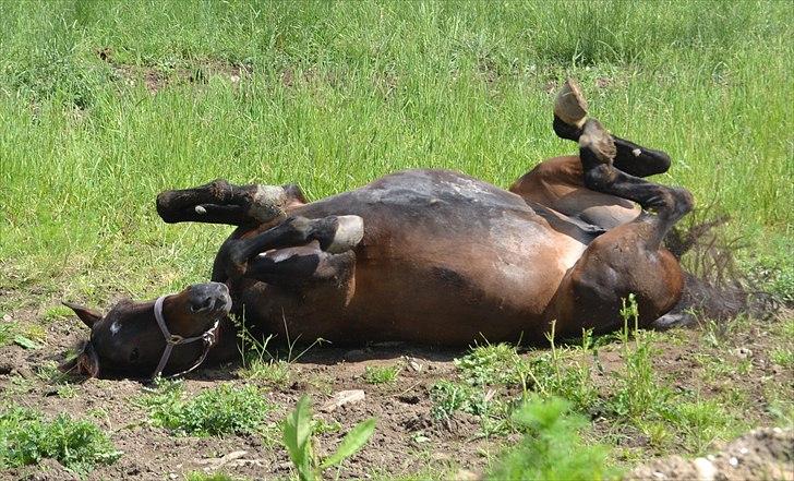 Dansk Varmblod Rosett - Sommer. Foto: Mig billede 9
