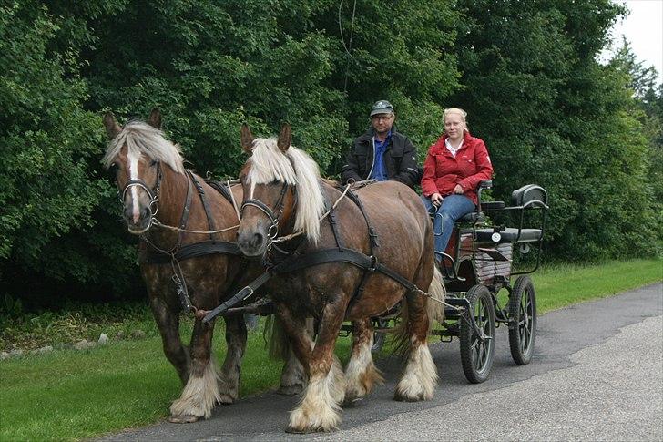 Jyde Bellami   - Bell og totter på tur 2011 billede 5