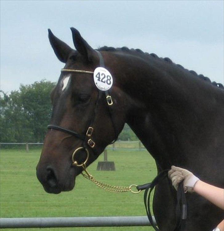 Dansk Varmblod Marita - Lånebillede fra ejer. Marita til kåring. billede 1