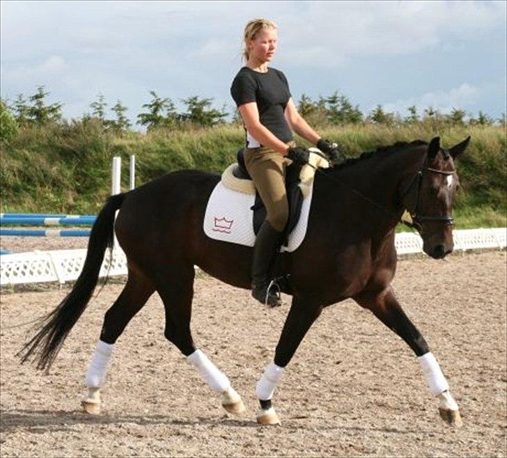 Dansk Varmblod Marita - Lånebillede fra ejer billede 2