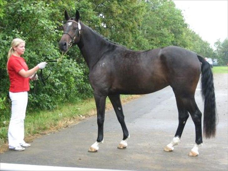 Dansk Varmblod Marita billede 3