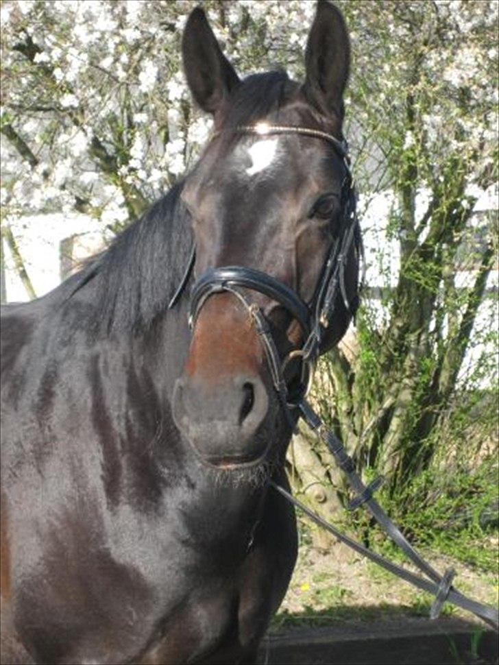 Dansk Varmblod Marita billede 4