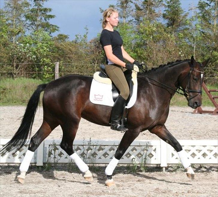 Dansk Varmblod Marita billede 5