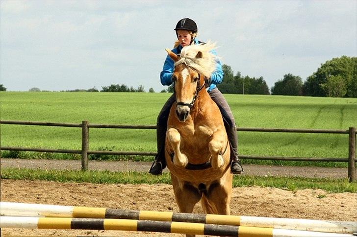 Tyroler Haflinger Whisper Elghuset - Banespring i Haslev. Foto: Brøderup Ungdomsskole. billede 13