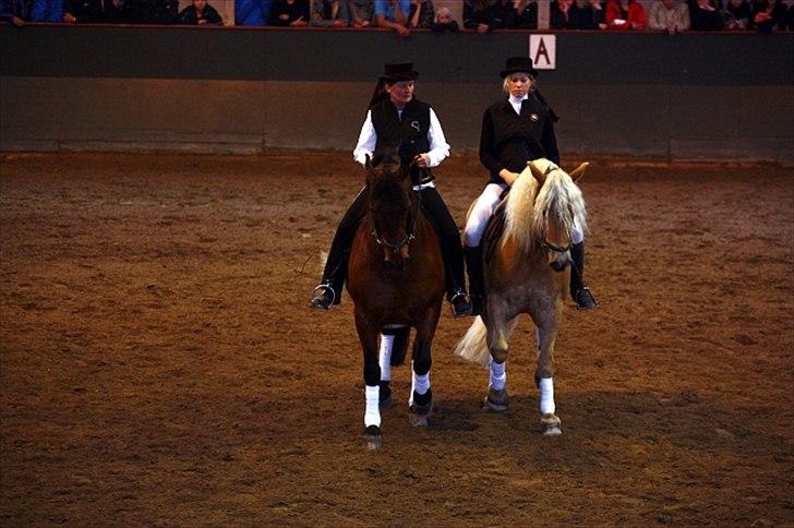 Tyroler Haflinger Whisper Elghuset - Opvisning på Brøderup Ungdomsskole. Foto: Brøderup Ungdomsskole. billede 10