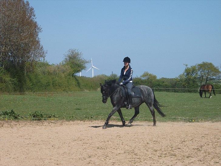 Anden særlig race Koksi  billede 3