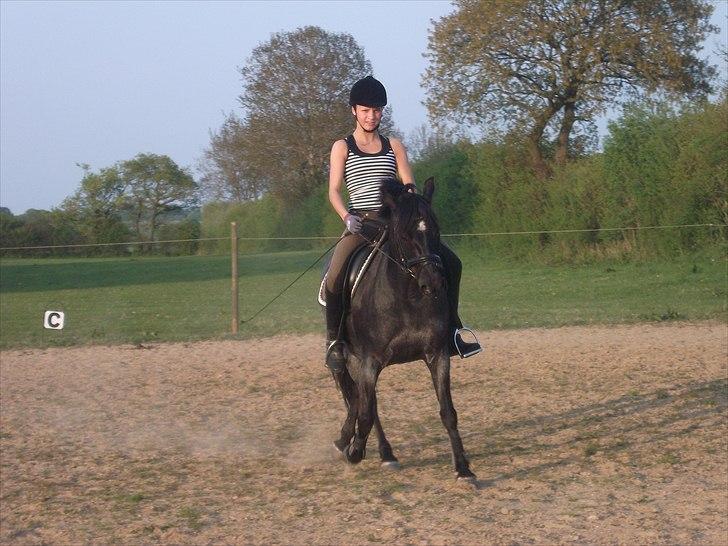 Anden særlig race Koksi  billede 6