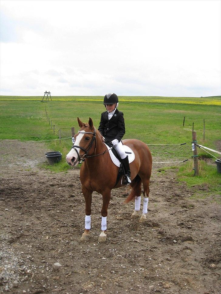 New Forest Sdr. Dams Karina billede 9