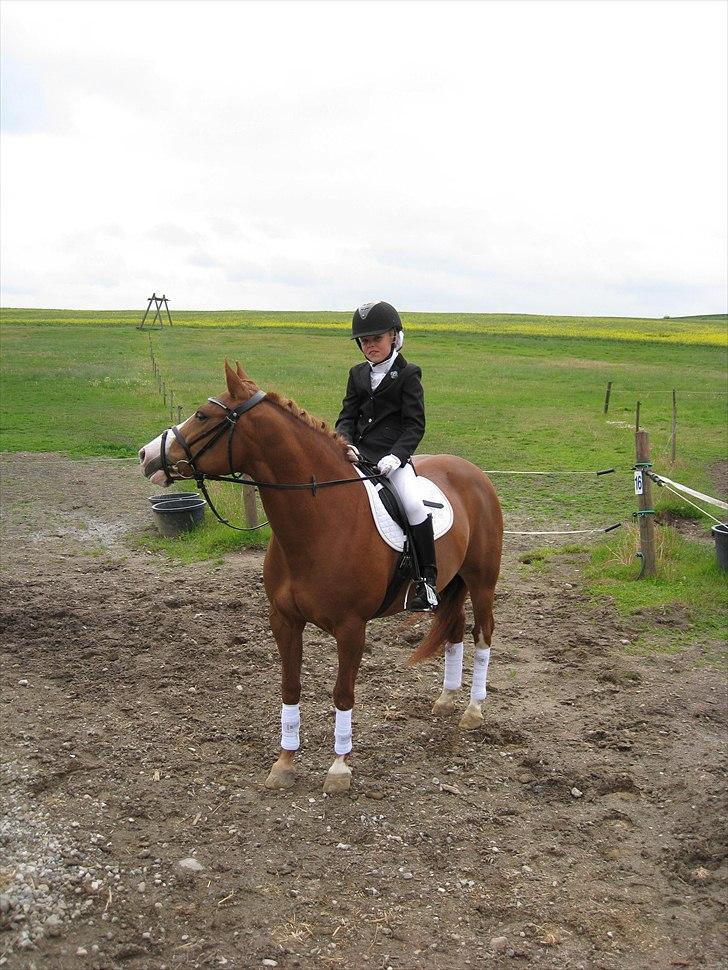 New Forest Sdr. Dams Karina billede 10