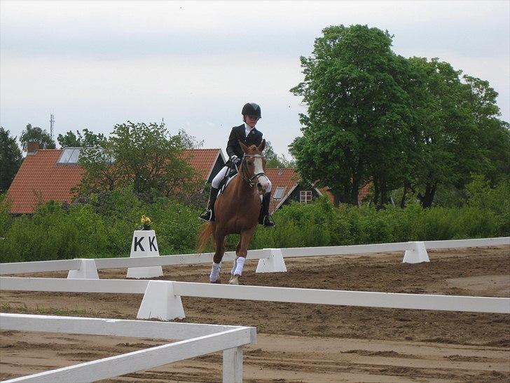 New Forest Sdr. Dams Karina billede 11