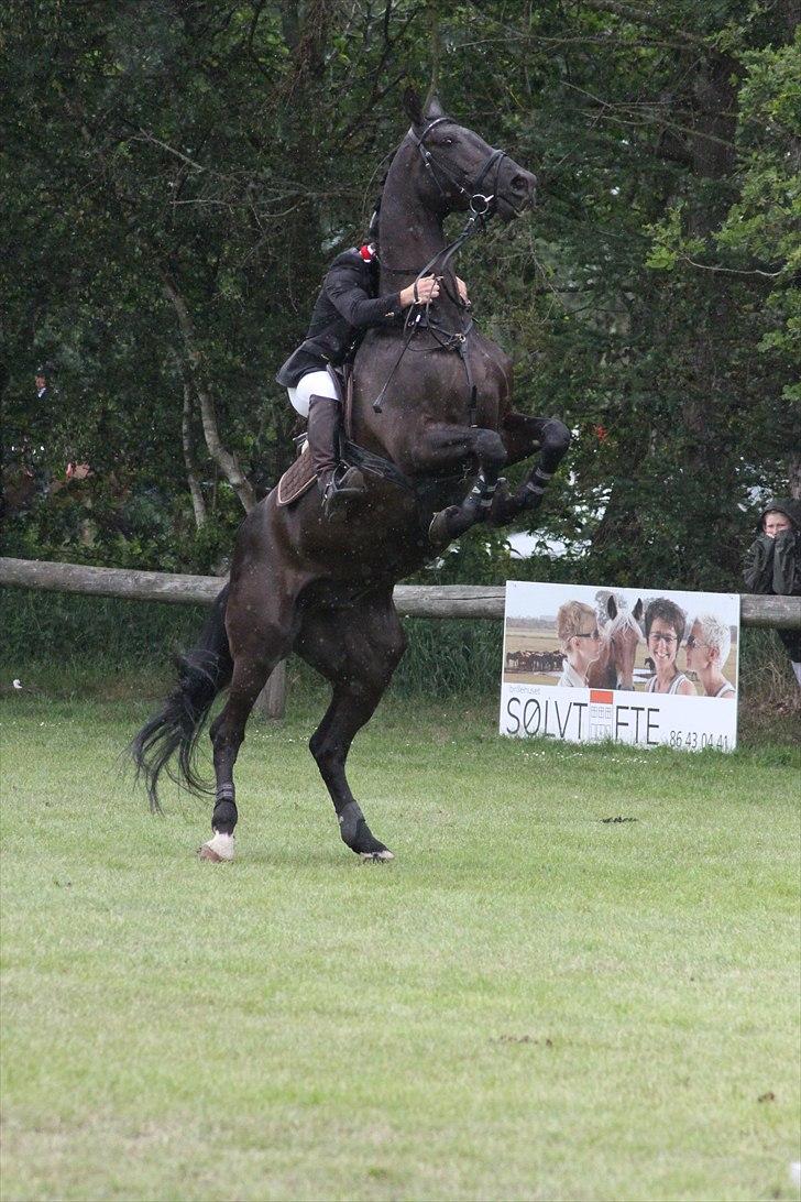 Dansk Varmblod Alexus Rose billede 12