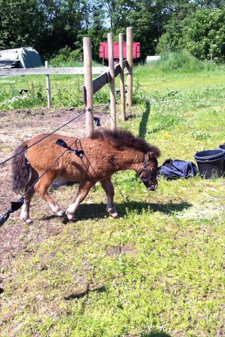 Miniature Fiskergårdens Tino billede 15