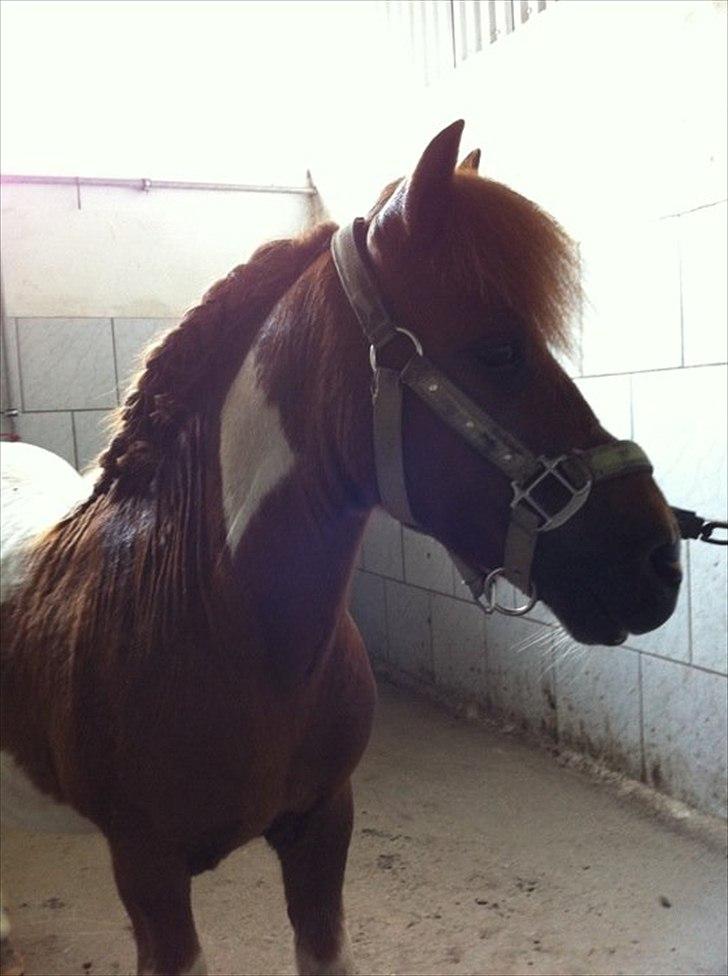 Shetlænder Sofus  billede 12