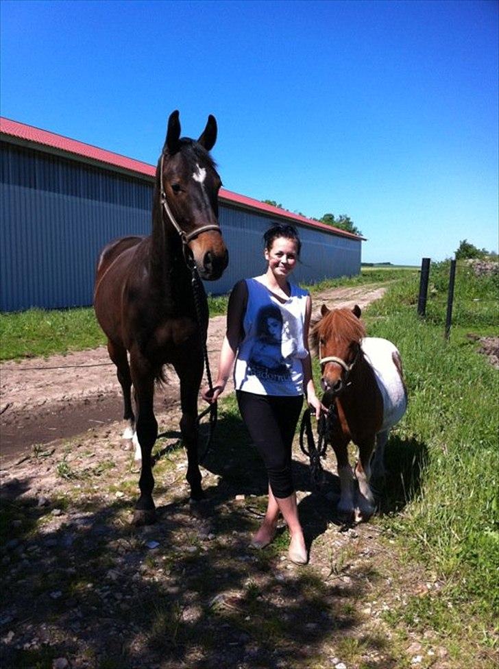 Shetlænder Sofus  billede 13