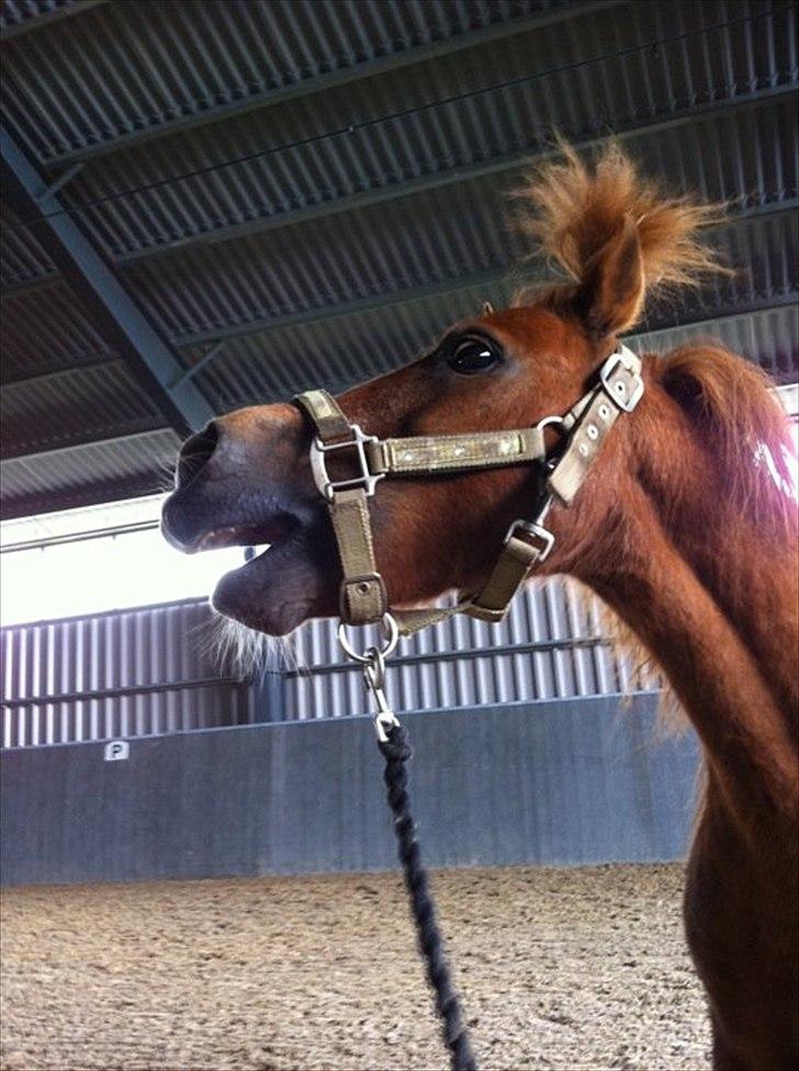 Shetlænder Sofus  billede 14