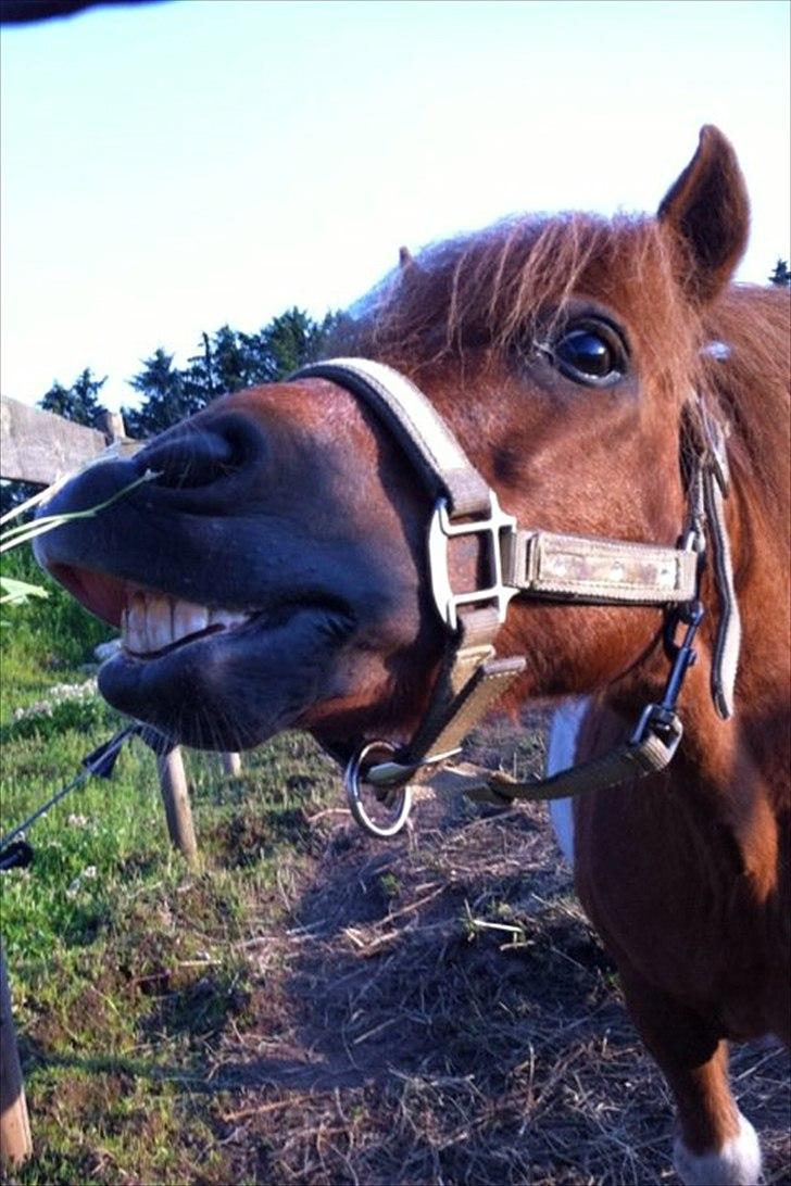 Shetlænder Sofus  billede 15