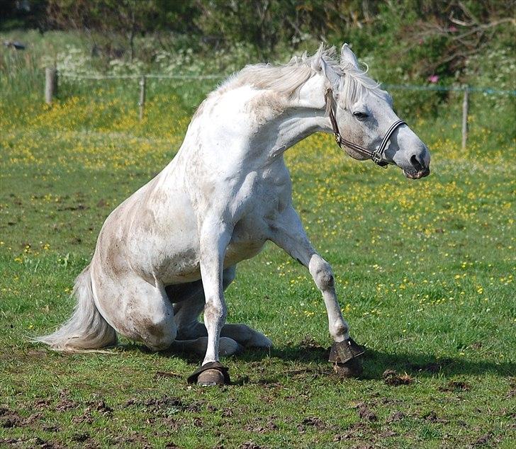 Svensk Varmblod VENI-VIDI-VICI  "springstjerne" - Så det ikke sjovt at ha` en hvid hest hehe ;D billede 8