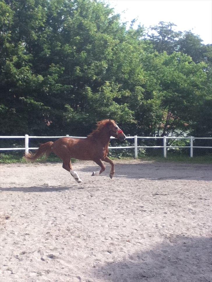 Tysk Sportspony Whysky <3|Mit alt| - Whysen hygger sig på banen. <3 <3 billede 19