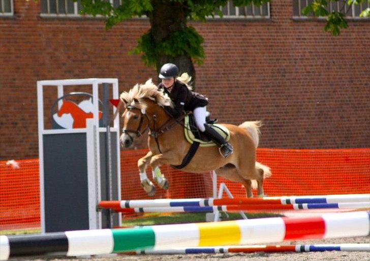 Anden særlig race Djarcobi (Jobbe) søsterens pony <3 Solgt :'( billede 7