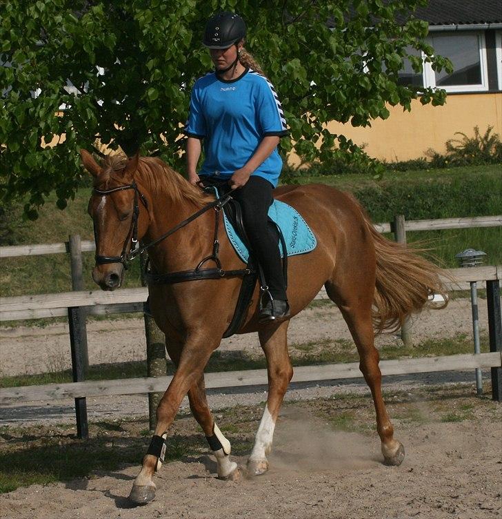 Dansk Varmblod Zelina billede 14