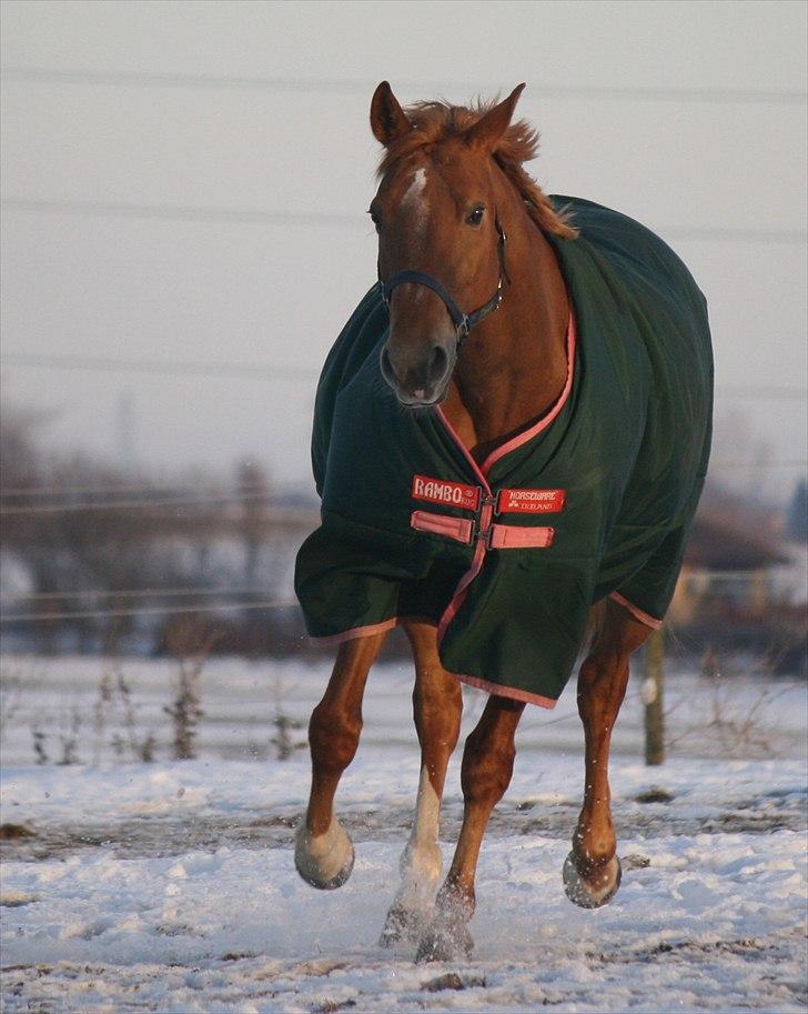 Dansk Varmblod Zelina billede 15
