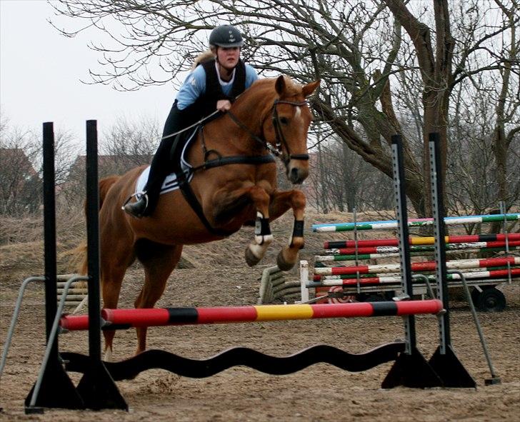 Dansk Varmblod Zelina billede 9