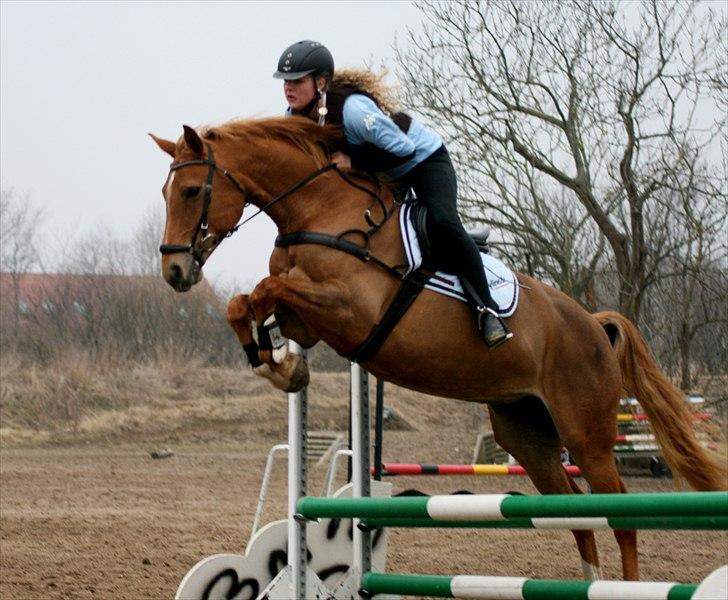 Dansk Varmblod Zelina billede 16