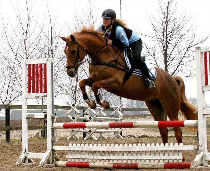 Dansk Varmblod Zelina billede 11