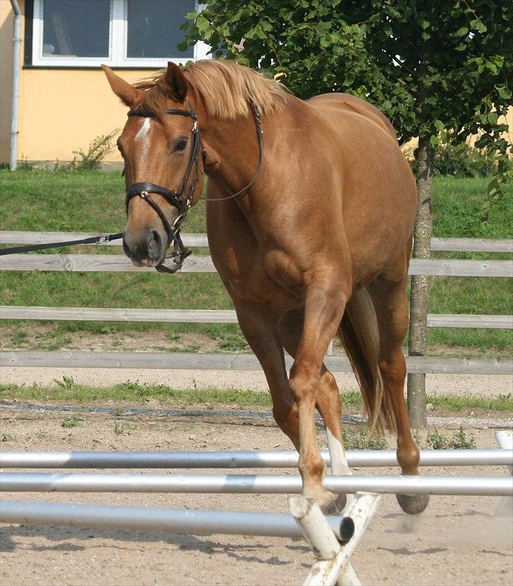 Dansk Varmblod Zelina billede 13