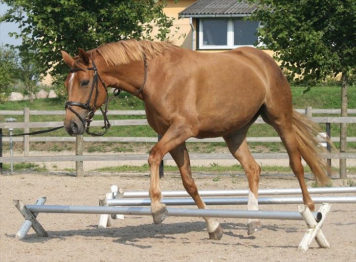 Dansk Varmblod Zelina billede 8