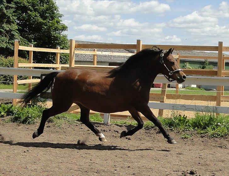 Welsh Mountain (sec A) Lund´s Billie Jean - Velkommen til Lund´s Billie Jean´s profil billede 1