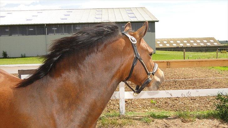 Welsh Mountain (sec A) Lund´s Billie Jean billede 3