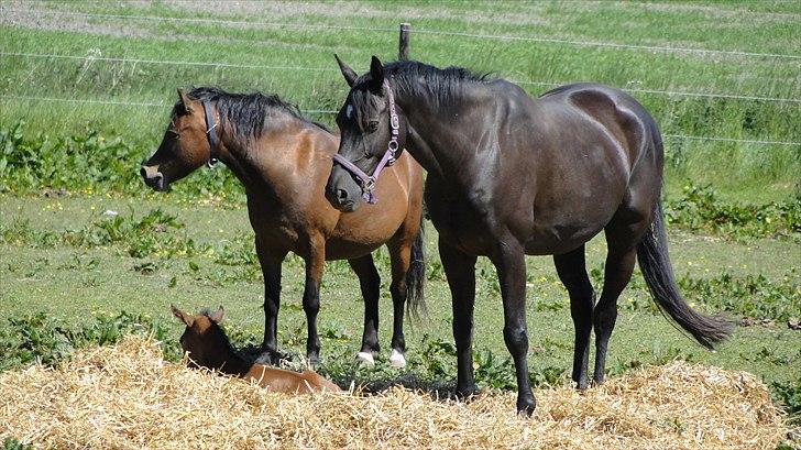 Welsh Mountain (sec A) Lund´s Billie Jean - Her er Billie "plejemor"  :-) billede 4