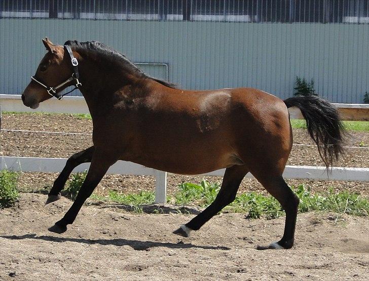 Welsh Mountain (sec A) Lund´s Billie Jean billede 5